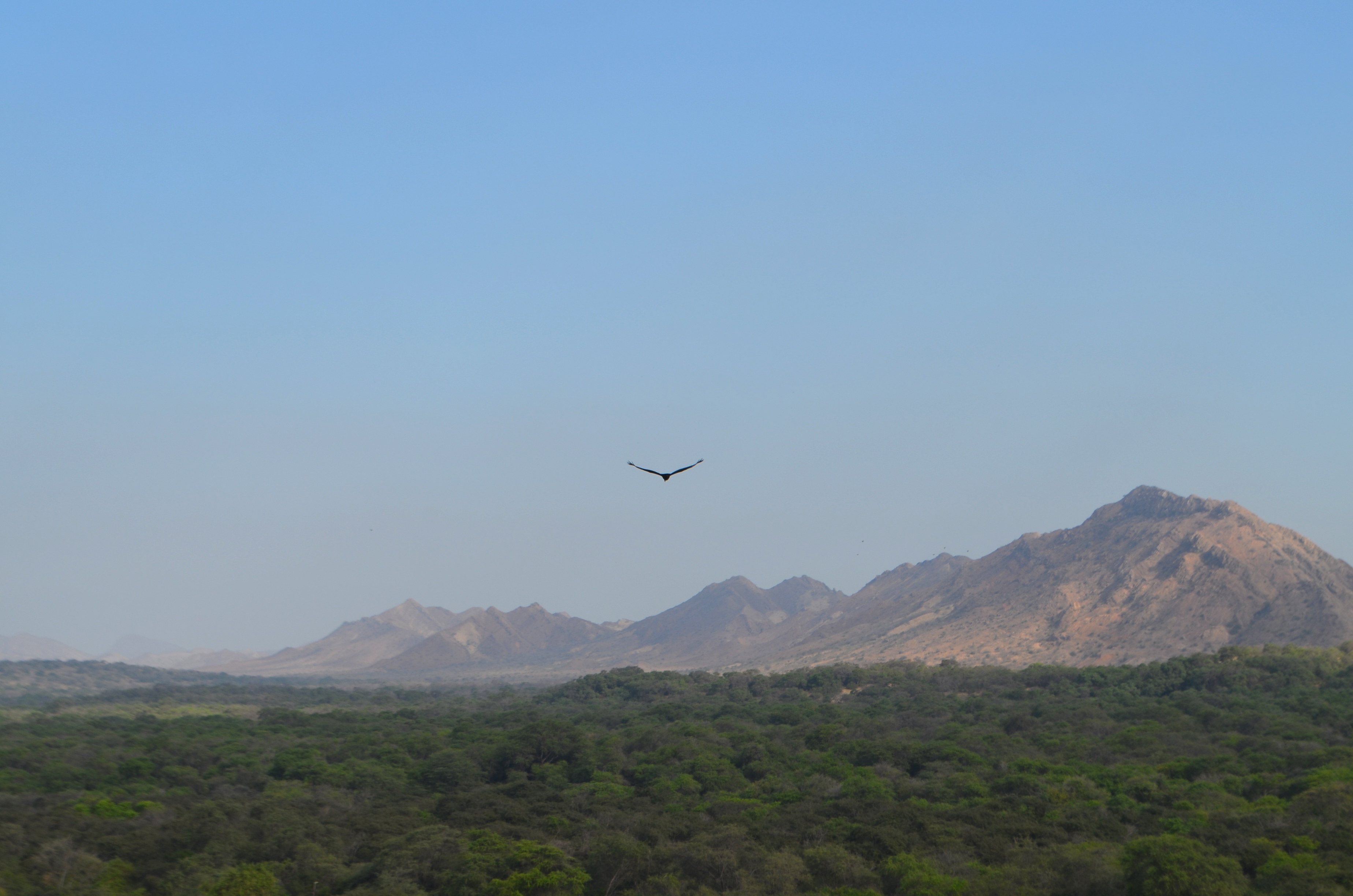 Birds, Trees and Independent Nature of Pomac Sanctuary