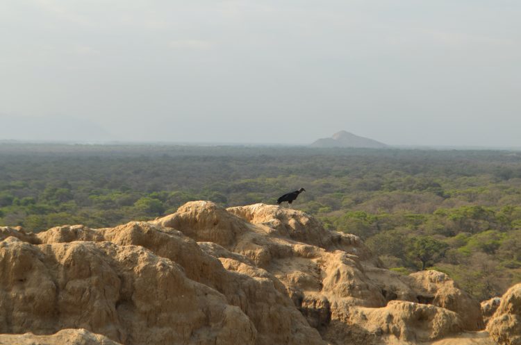 Birds, Trees and Independent Nature of Pomac Sanctuary